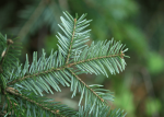 Christmas Pine (Fraser Fir) - Premium Fragrance Oil Sale