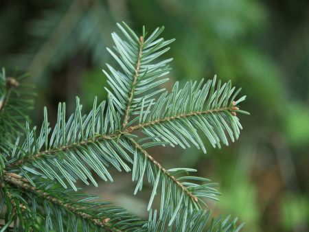 Christmas Pine (Fraser Fir) - Premium Fragrance Oil Sale