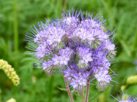 Blue Tansy & Willow - Premium Fragrance Oil For Discount