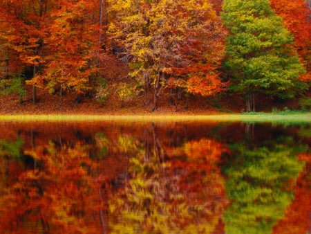 Perfect Autumn (BBW type) - Premium Fragrance Oil Cheap