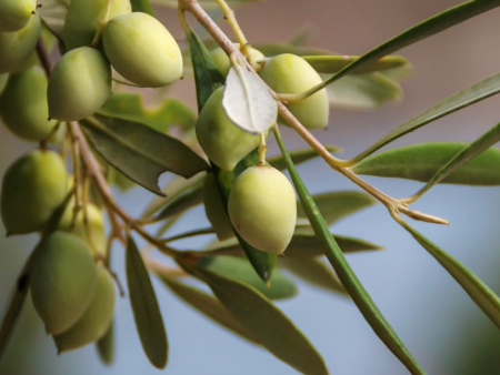 Sweet Olive Leaf - Premium Fragrance Oil Discount