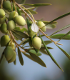 Sweet Olive Leaf - Premium Fragrance Oil Discount