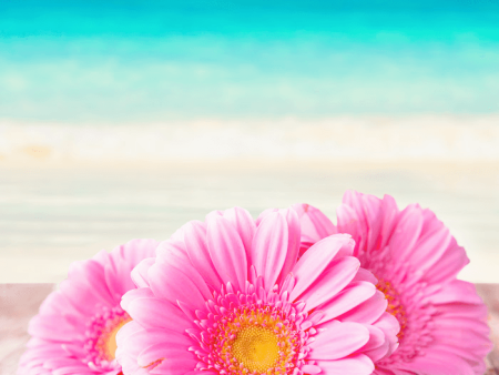 Beach Daisies *Discontinued*  Premium Fragrance Oil Online Sale