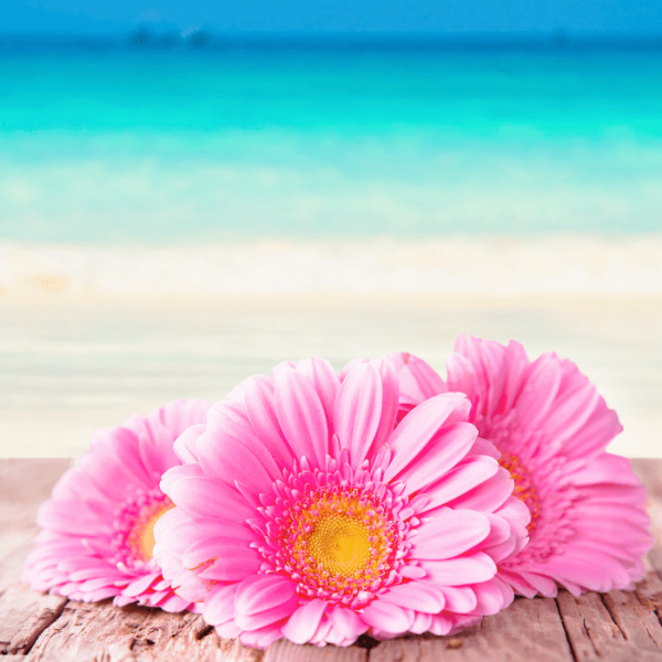 Beach Daisies *Discontinued*  Premium Fragrance Oil Online Sale