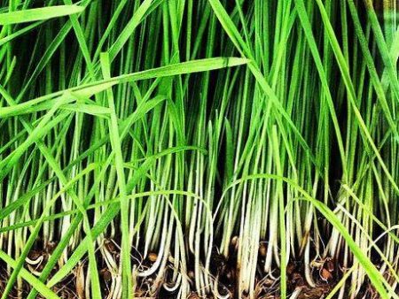 Lemongrass Essential Oil For Sale