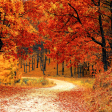 Autumn Woods - Premium Fragrance Oil Online Sale