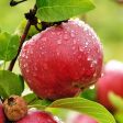 Apple Orchard - Premium Fragrance Oil Sale