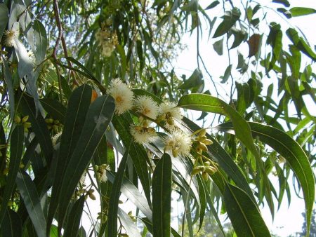 Eucalyptus Globulus Essential Oil Online now