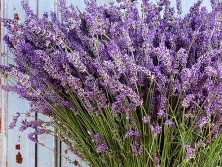 Lavender - Premium Fragrance Oil on Sale