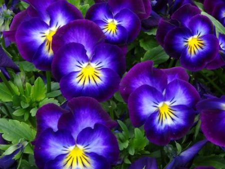 Violets & Violas *Discontinued* - Premium Fragrance Oil Online Hot Sale