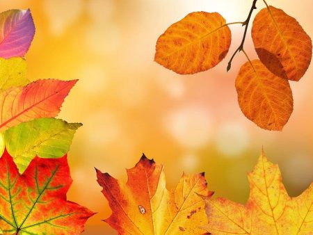 Autumn Colors - Premium Fragrance Oil Online