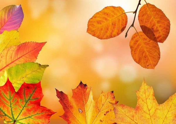 Autumn Colors - Premium Fragrance Oil Online