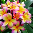 Plumeria - Premium Fragrance Oil Online Hot Sale