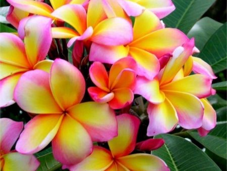 Plumeria - Premium Fragrance Oil Online Hot Sale