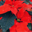 Poinsettia - Premium Fragrance Oil Sale