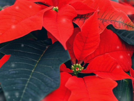 Poinsettia - Premium Fragrance Oil Sale