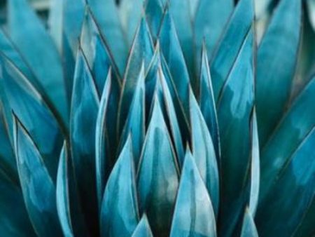 Blue Agave Nectar - Premium Fragrance Oil For Cheap