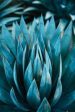 Blue Agave Nectar - Premium Fragrance Oil For Cheap