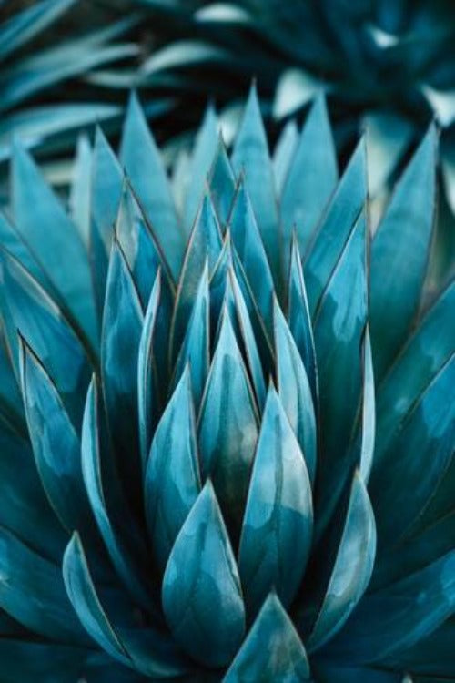 Blue Agave Nectar - Premium Fragrance Oil For Cheap