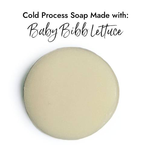 Baby Bibb Lettuce - Premium Fragrance Oil Cheap